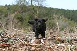 LABRADOR 152
